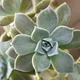 Ghost plant