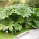 Gunnera manicata
