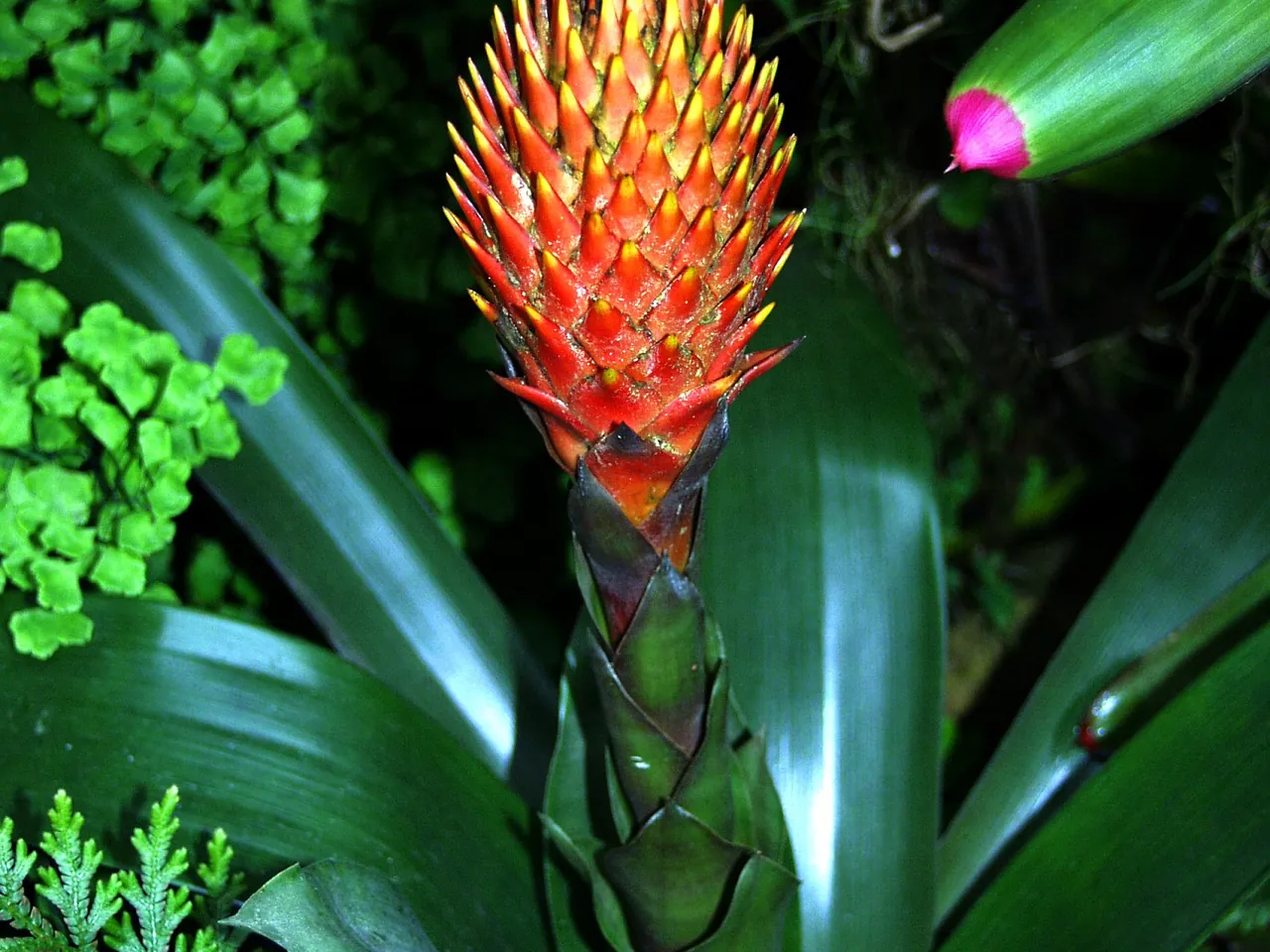 Guzmania conifera
