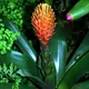 Guzmania conifera