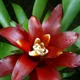 Guzmania lingulata