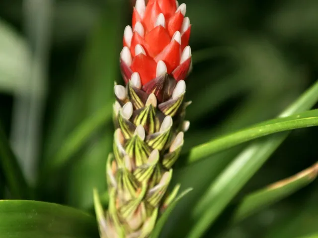 West Indian tufted airplant