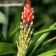 West Indian tufted airplant