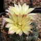 Gymnocalycium andreae