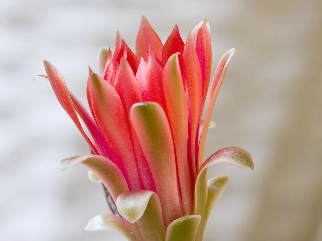 Gymnocalycium baldianum
