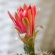 Gymnocalycium baldianum