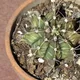 Chin cactus