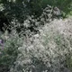 Common gypsophila