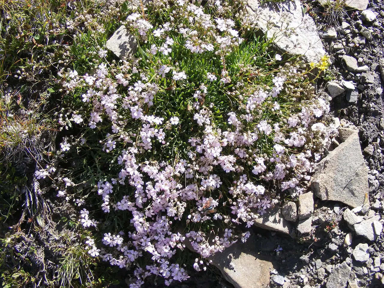 Gypsophila repens