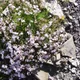 Gypsophila repens