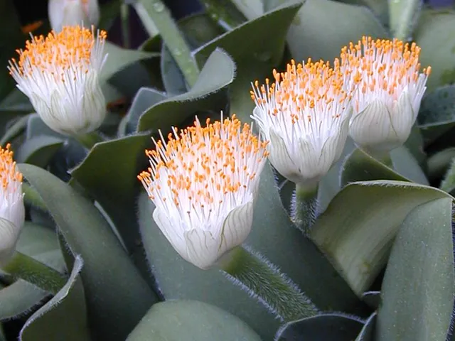 Haemanthus albiflos