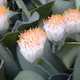Haemanthus albiflos