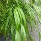Hakonechloa macra