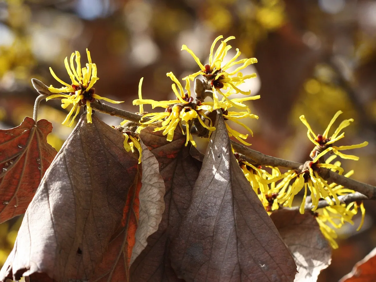 Hamamelis mollis