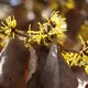 Hamamelis mollis