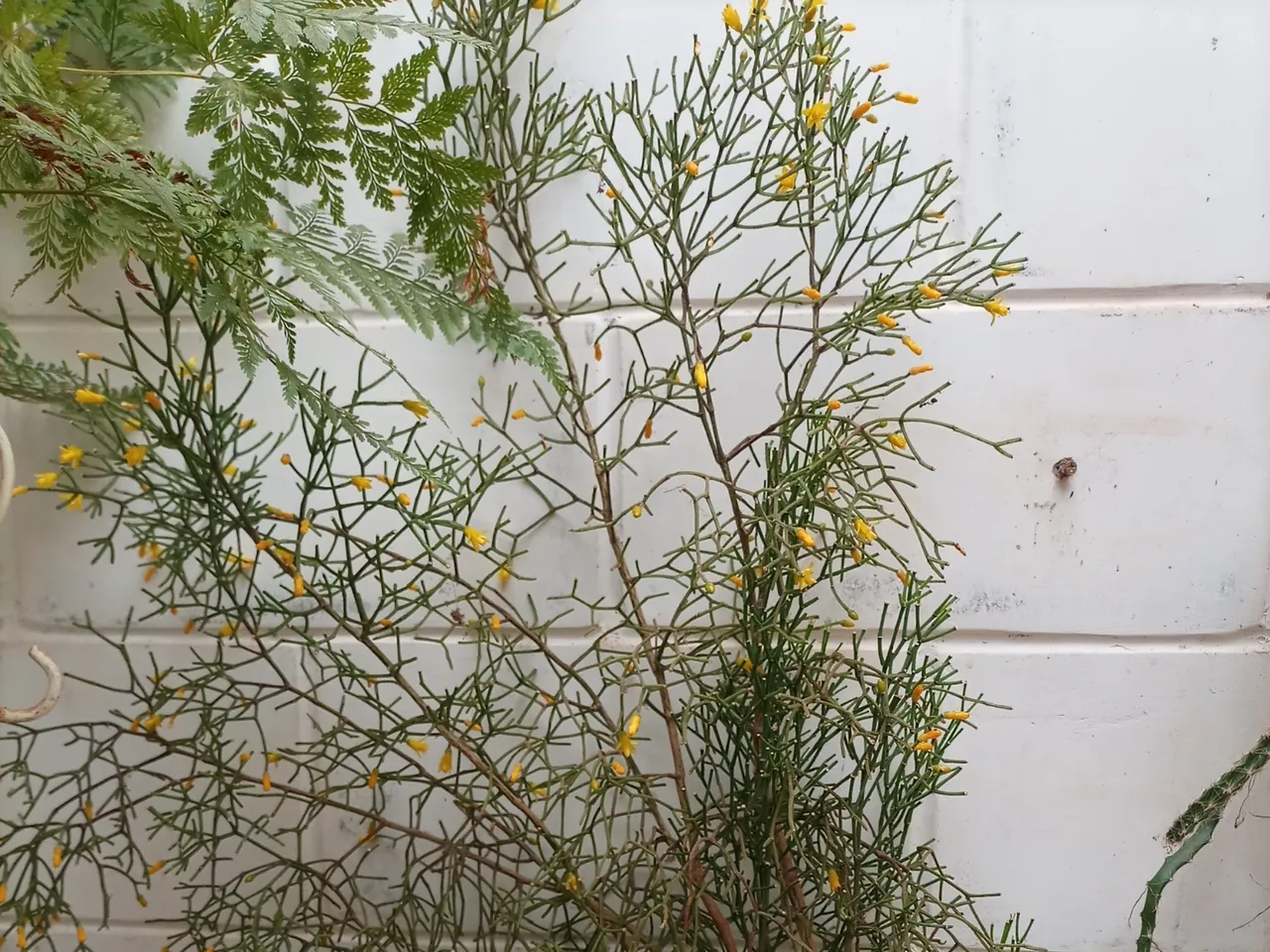 Hatiora cylindrica