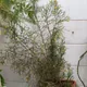 Hatiora cylindrica