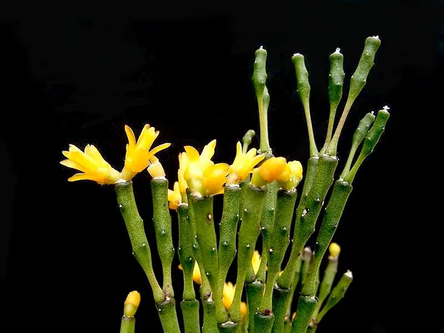 Hatiora salicornoides