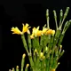 Hatiora salicornoides