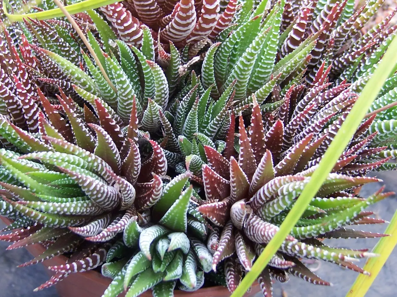 Haworthiopsis attenuata