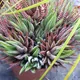 Haworthiopsis attenuata