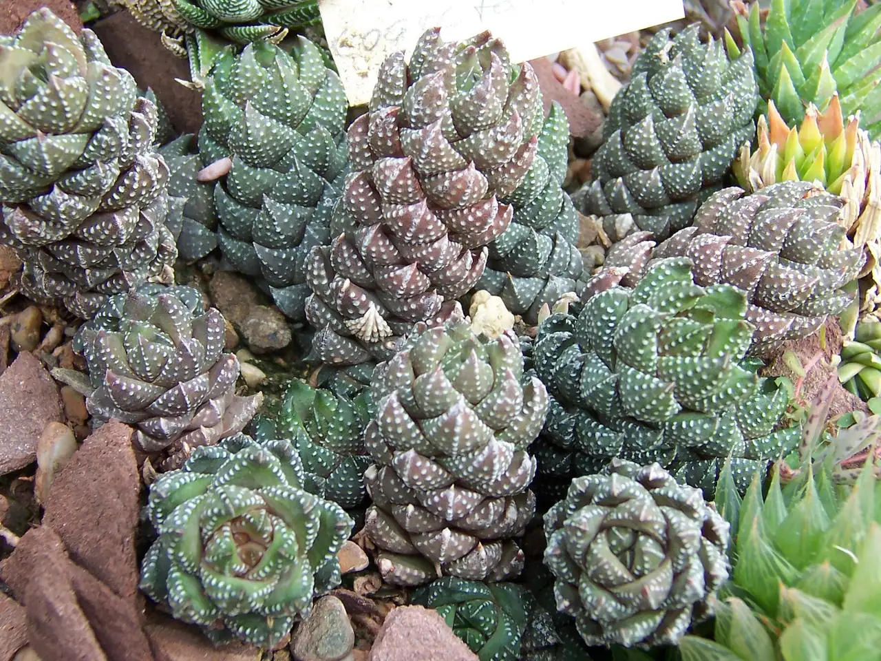 Haworthia coarctata