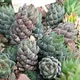 Haworthia coarctata