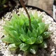 Catevala cooperi