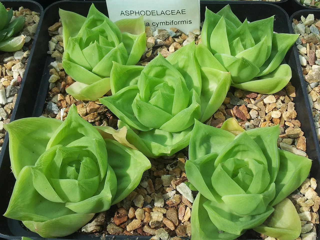 Cathedral Window Haworthia