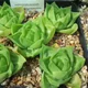 Cathedral Window Haworthia