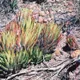 Zebra haworthia
