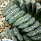 Haworthia truncata