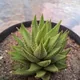 Zebra haworthia