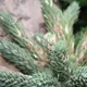 Haworthiopsis glauca