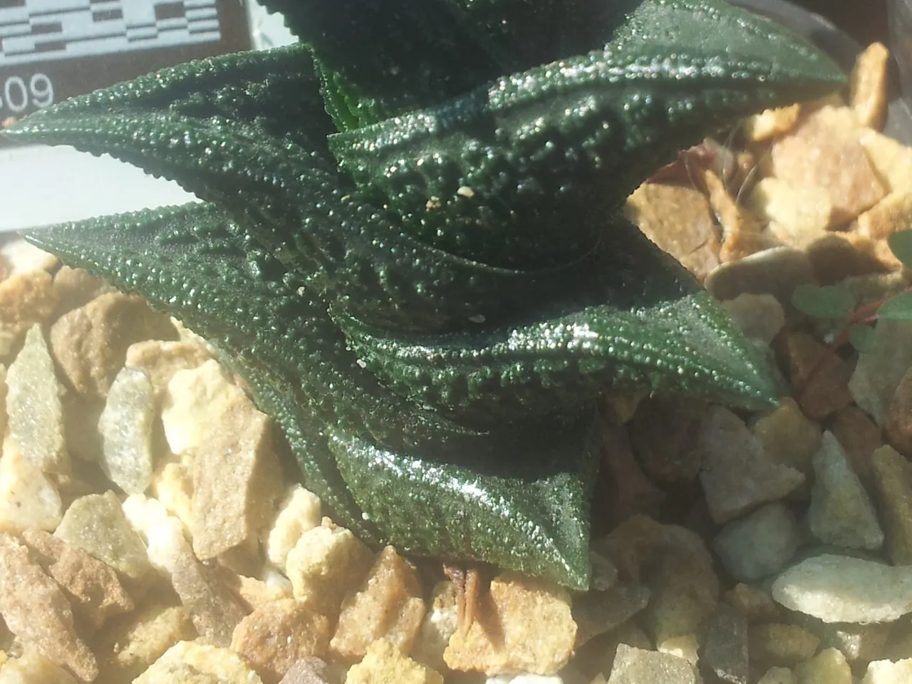 Haworthiopsis nigra
