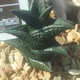 Haworthiopsis nigra