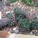 Haworthiopsis reinwardtii
