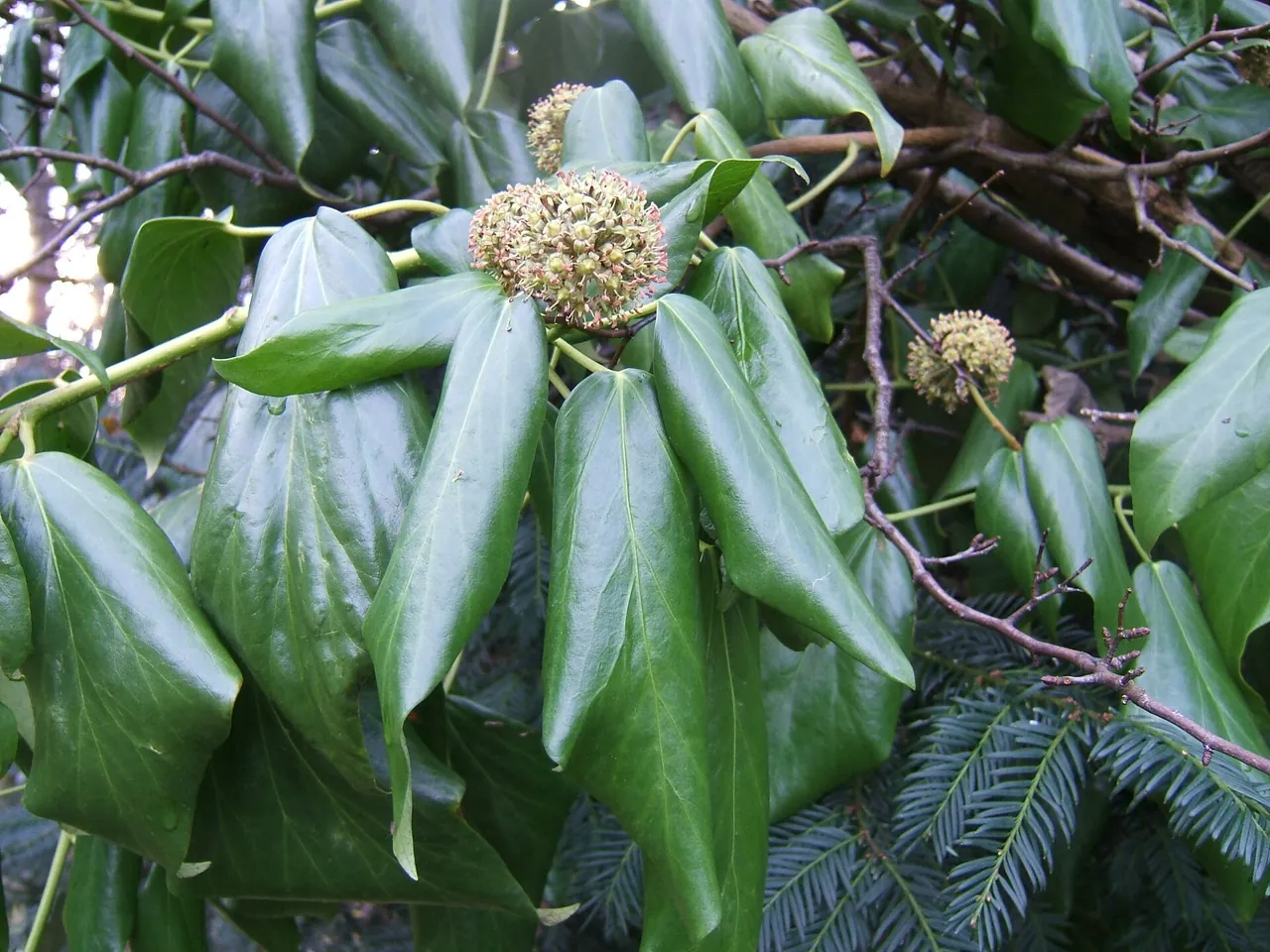 Hedera colchica