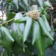 Hedera colchica