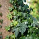 English ivy