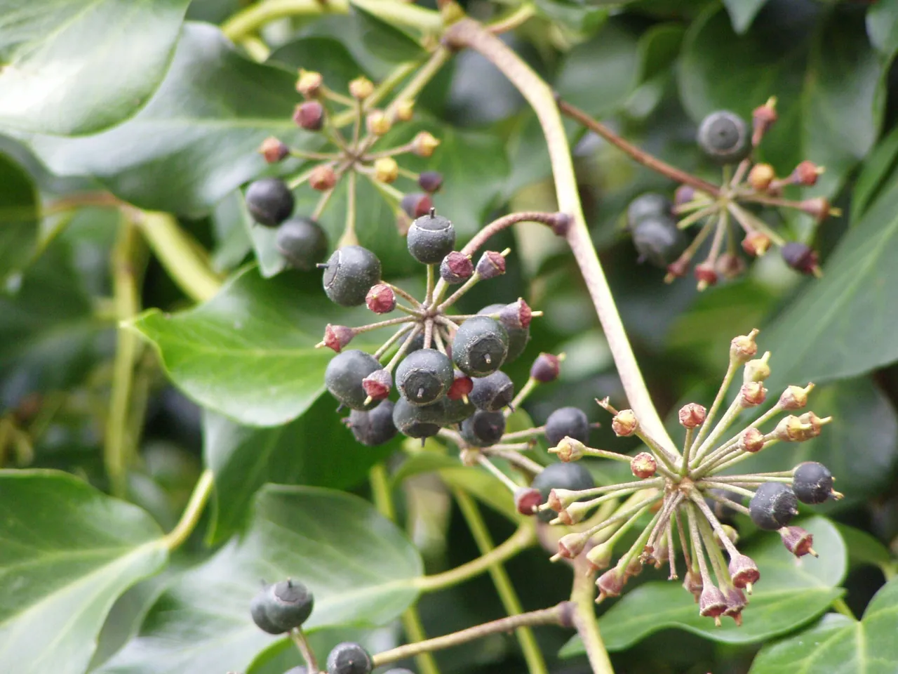 Atlantic ivy