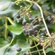 Atlantic ivy