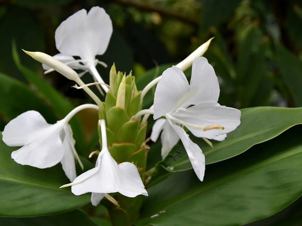 Hedychium coronarium