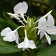 Hedychium coronarium