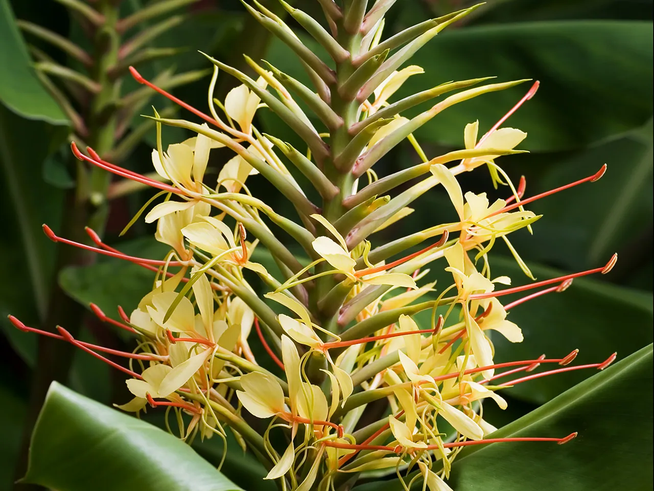 Hedychium gardnerianum