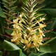 Hedychium gardnerianum