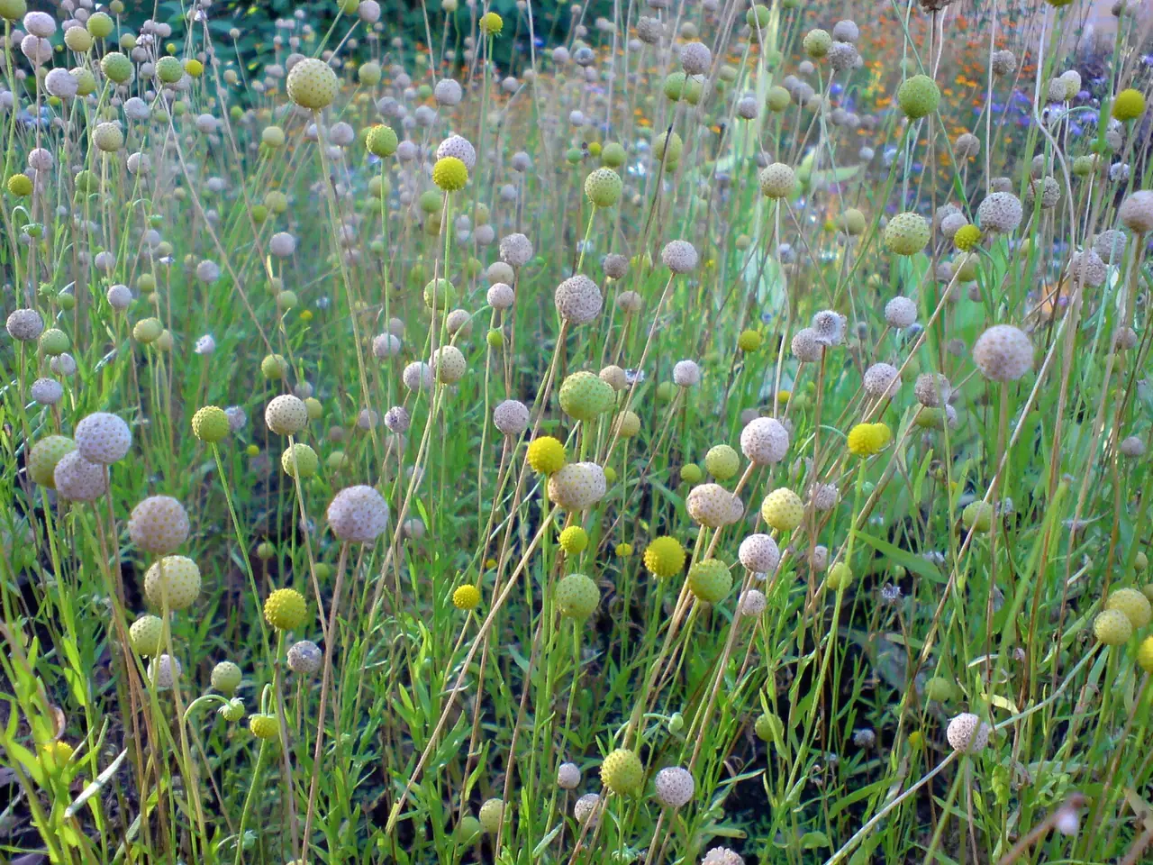 Helenium aromaticum