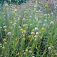 Helenium aromaticum