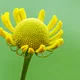 Autumn sneezeweed