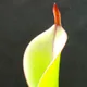Heliamphora chimantensis